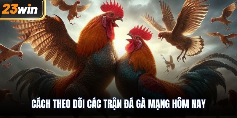 Cách theo dõi các trận đá gà mạng hôm nay