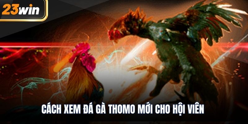 Cách xem đá gà thomo mới cho hội viên 